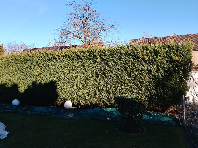 Professionelle Grünflächenpflege – Vorher