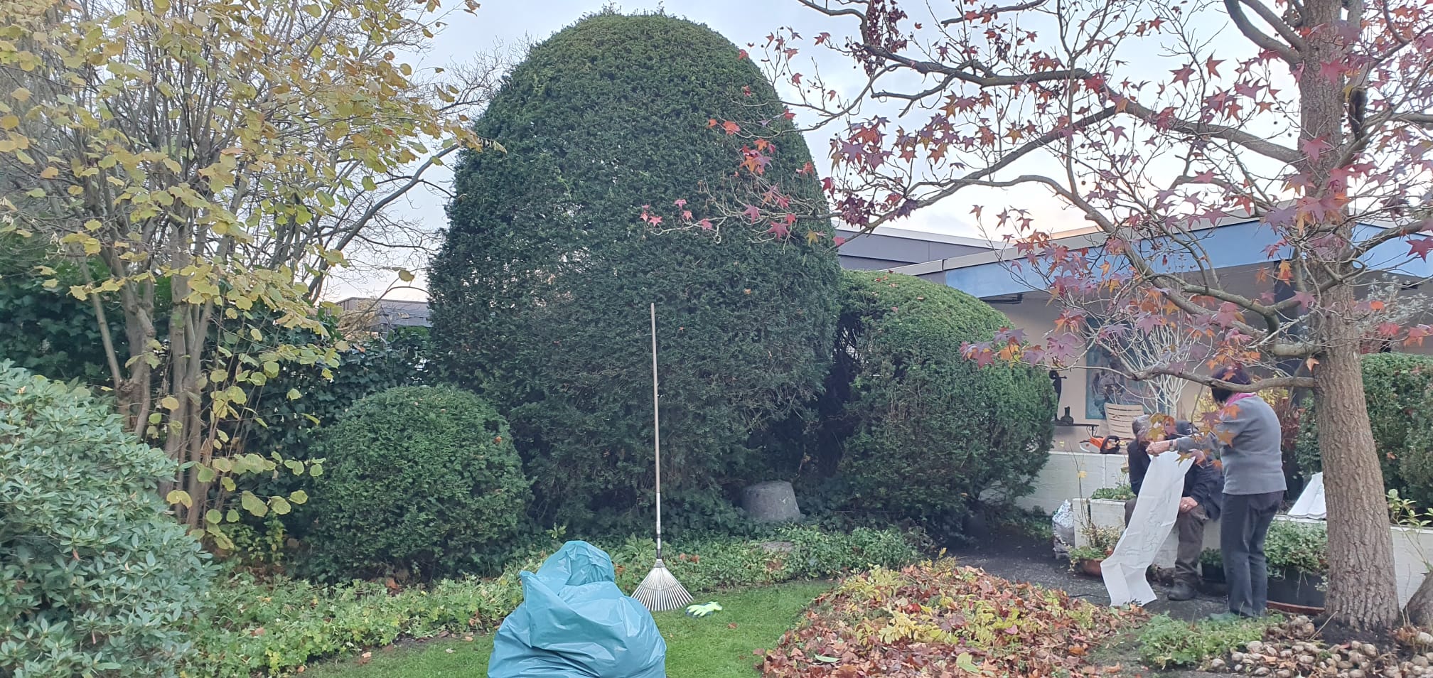 Heckenpflege Detailarbeit